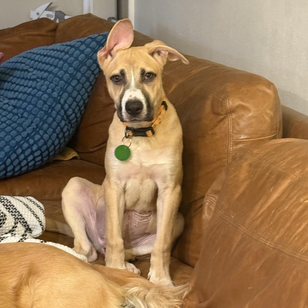 Silver Mist — thumbnail 3