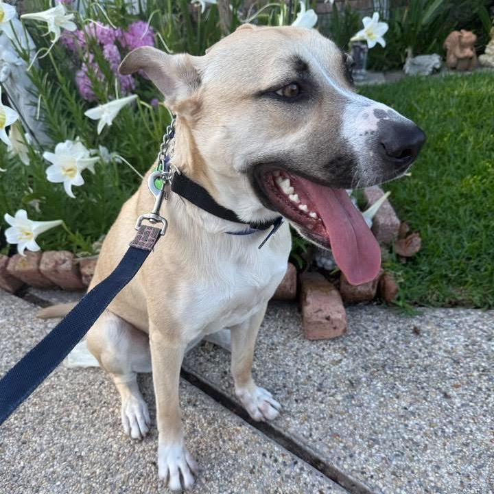 Enlarge Silver Mist, a Adoptable mixed breed in New Orleans, LA image 6/6