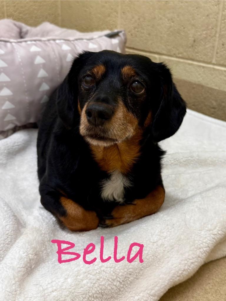 Bella, Adoptable, Senior Female Dachshund.