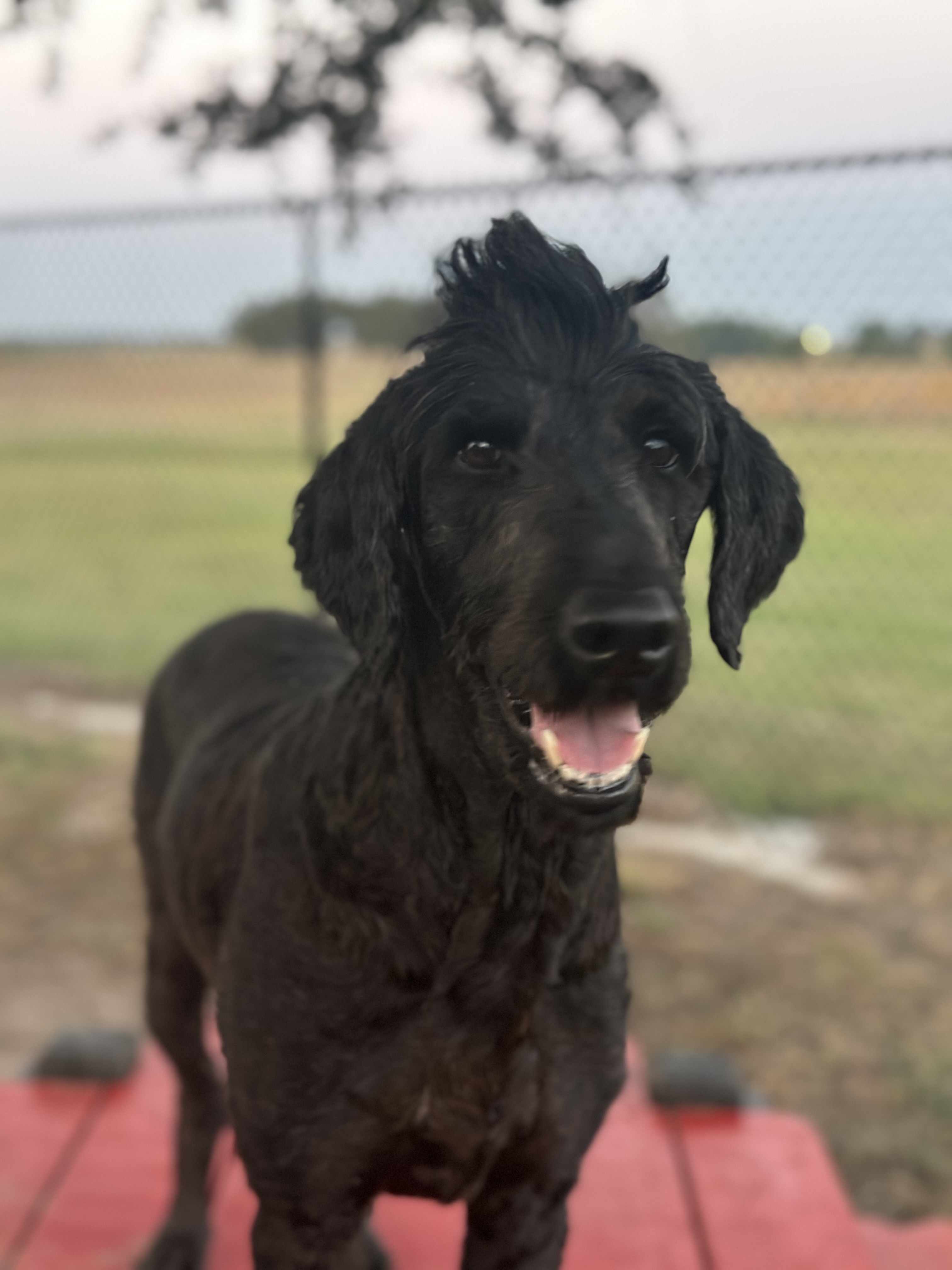 Enlarge King & Coal, a Adopted mixed breed in Paris, TX image 2/6