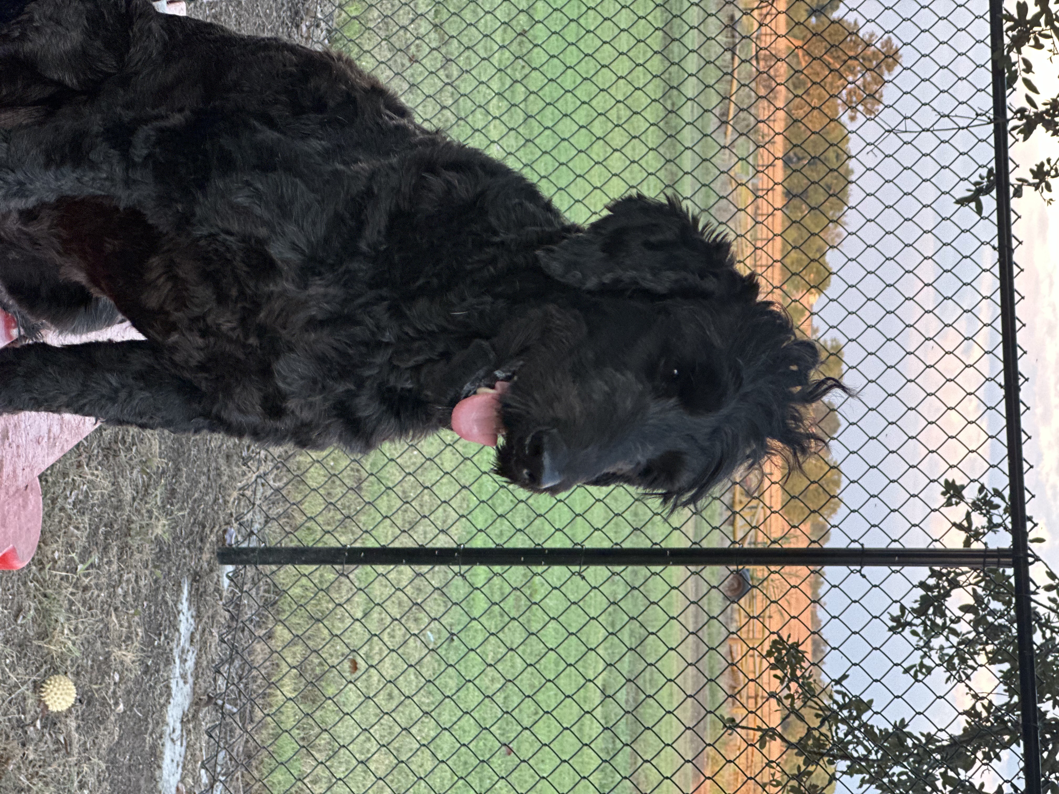 Enlarge King & Coal, a Adopted mixed breed in Paris, TX image 3/6