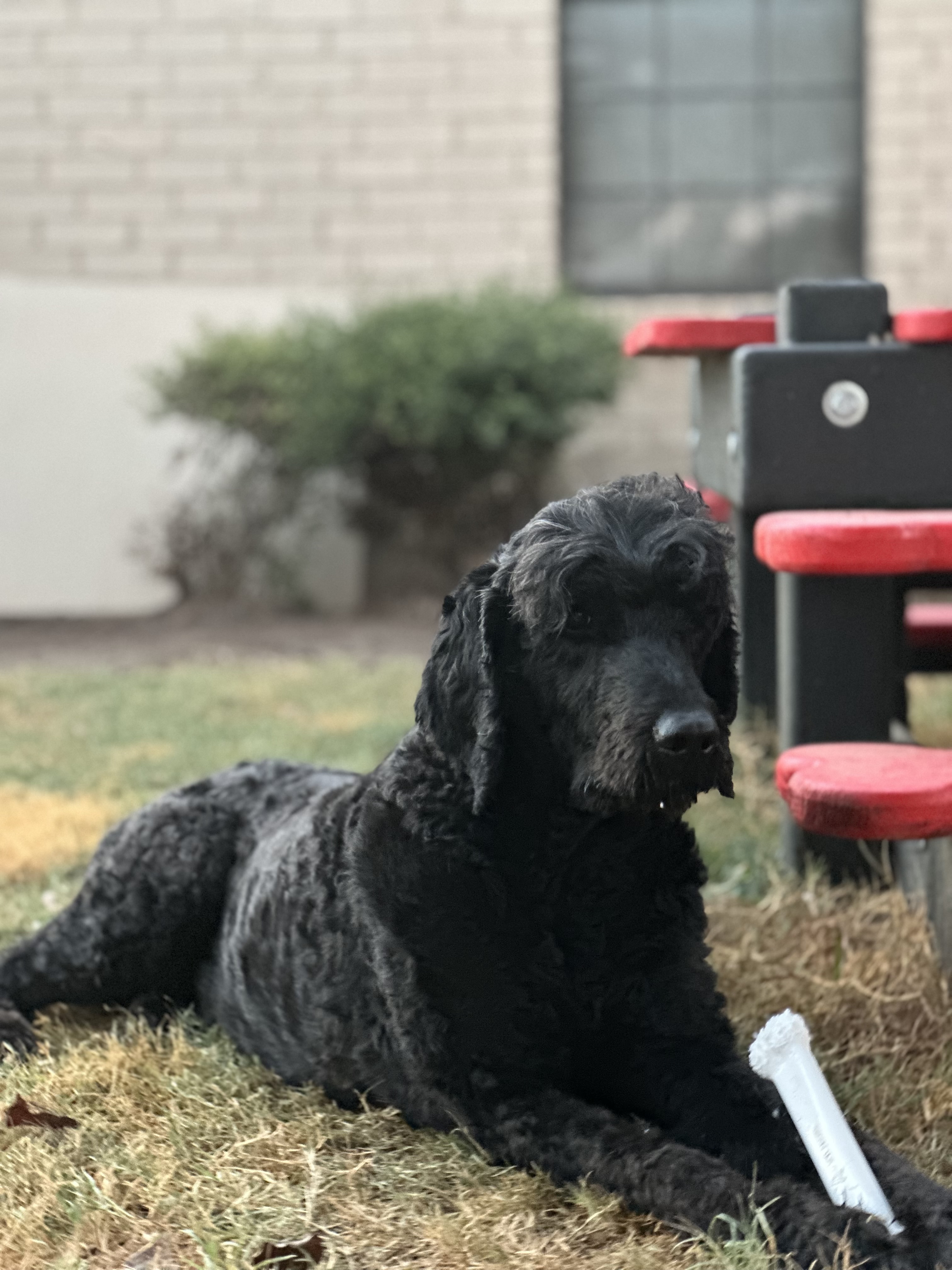 Enlarge King & Coal, a Adopted mixed breed in Paris, TX image 4/6