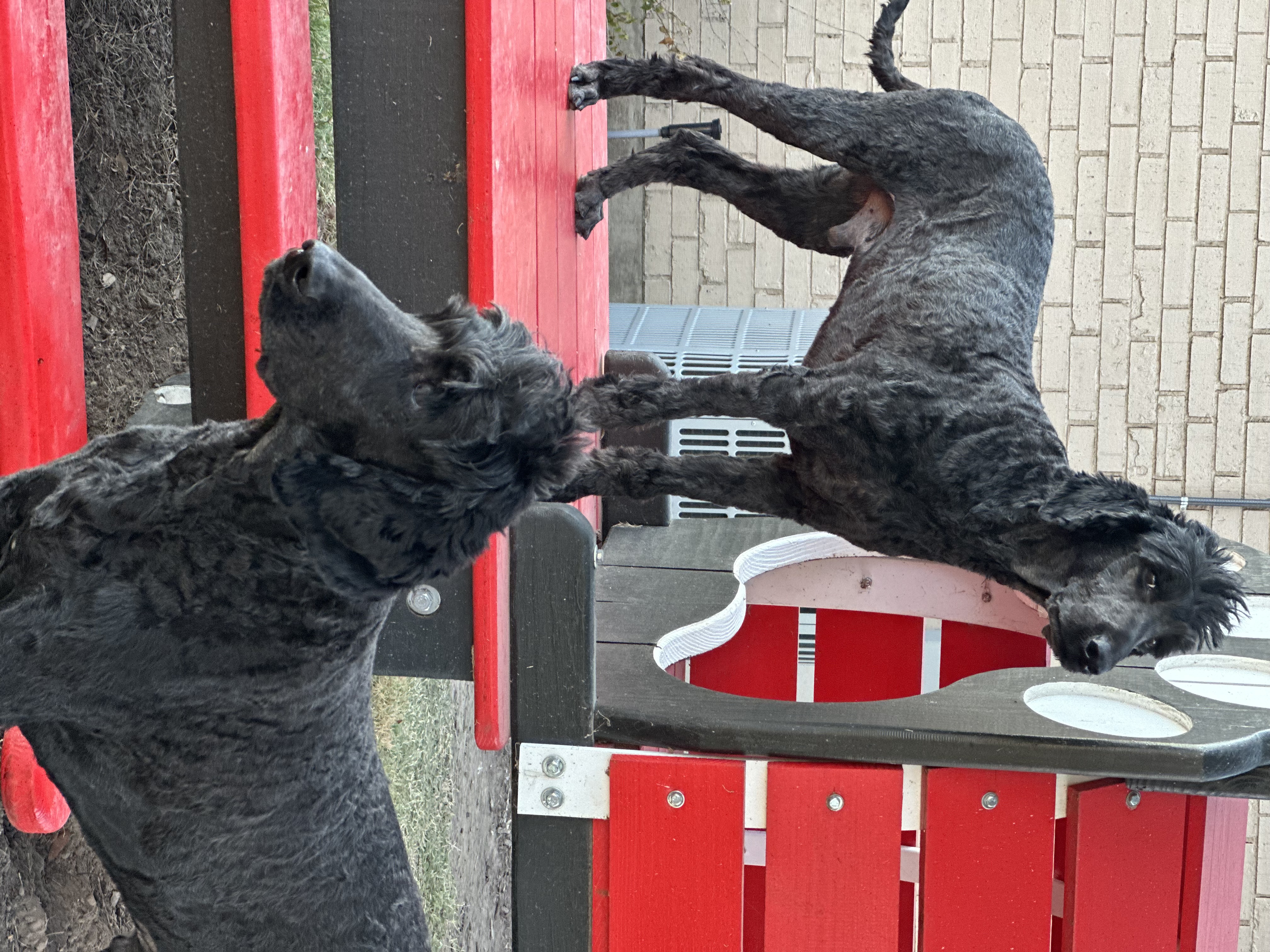 Enlarge King & Coal, a Adopted mixed breed in Paris, TX image 1/6