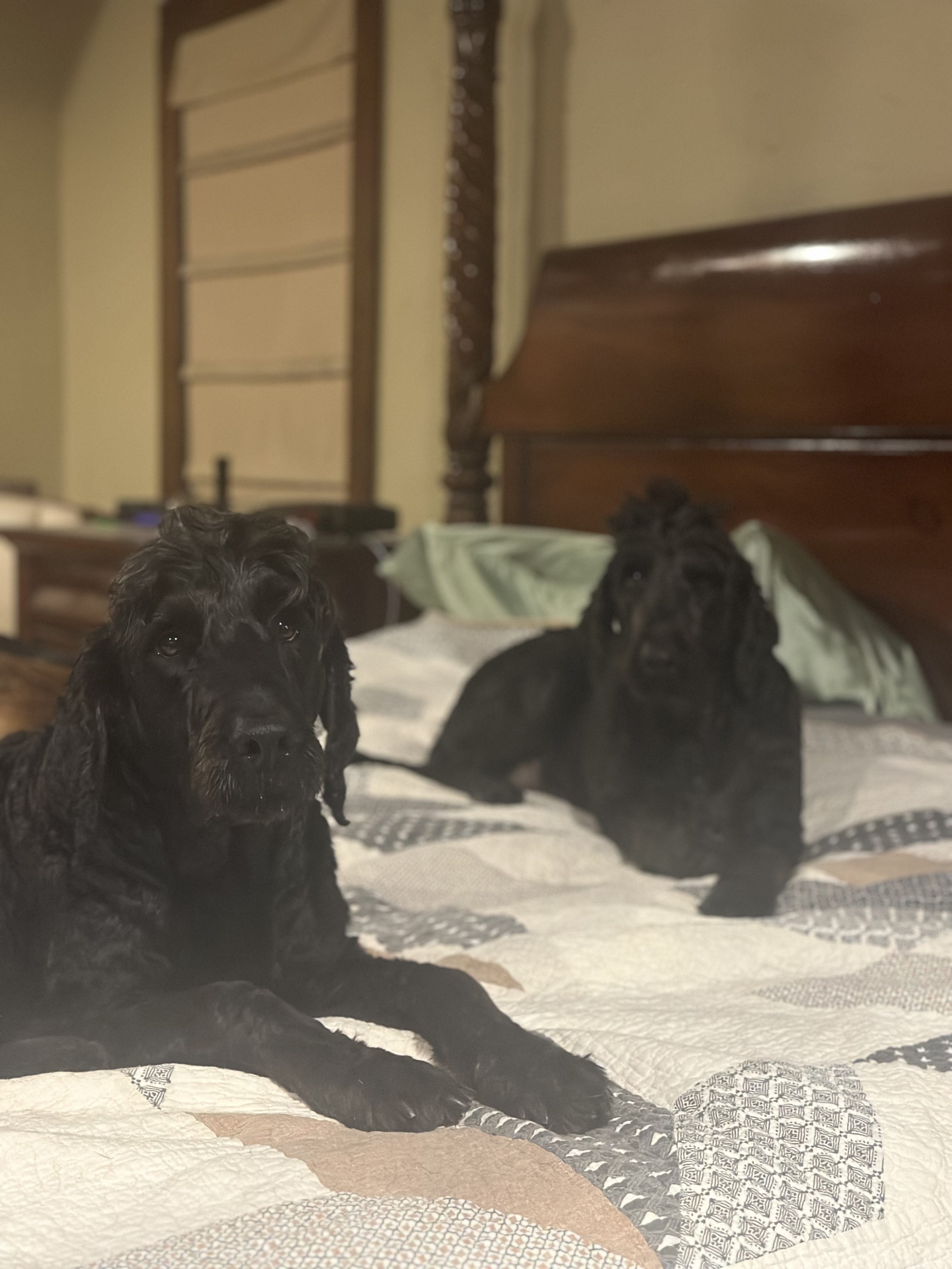 Enlarge King & Coal, a Adopted mixed breed in Paris, TX image 5/6