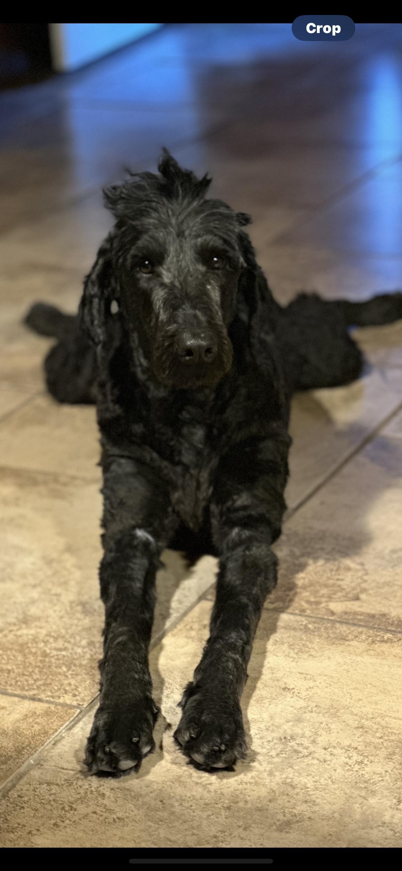 Enlarge King & Coal, a Adopted mixed breed in Paris, TX image 6/6