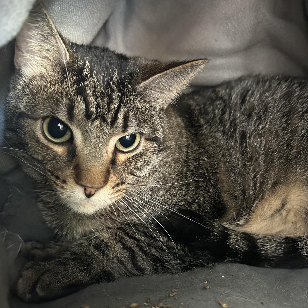 Stanley, Adoptable, Adult Male Domestic Short Hair.