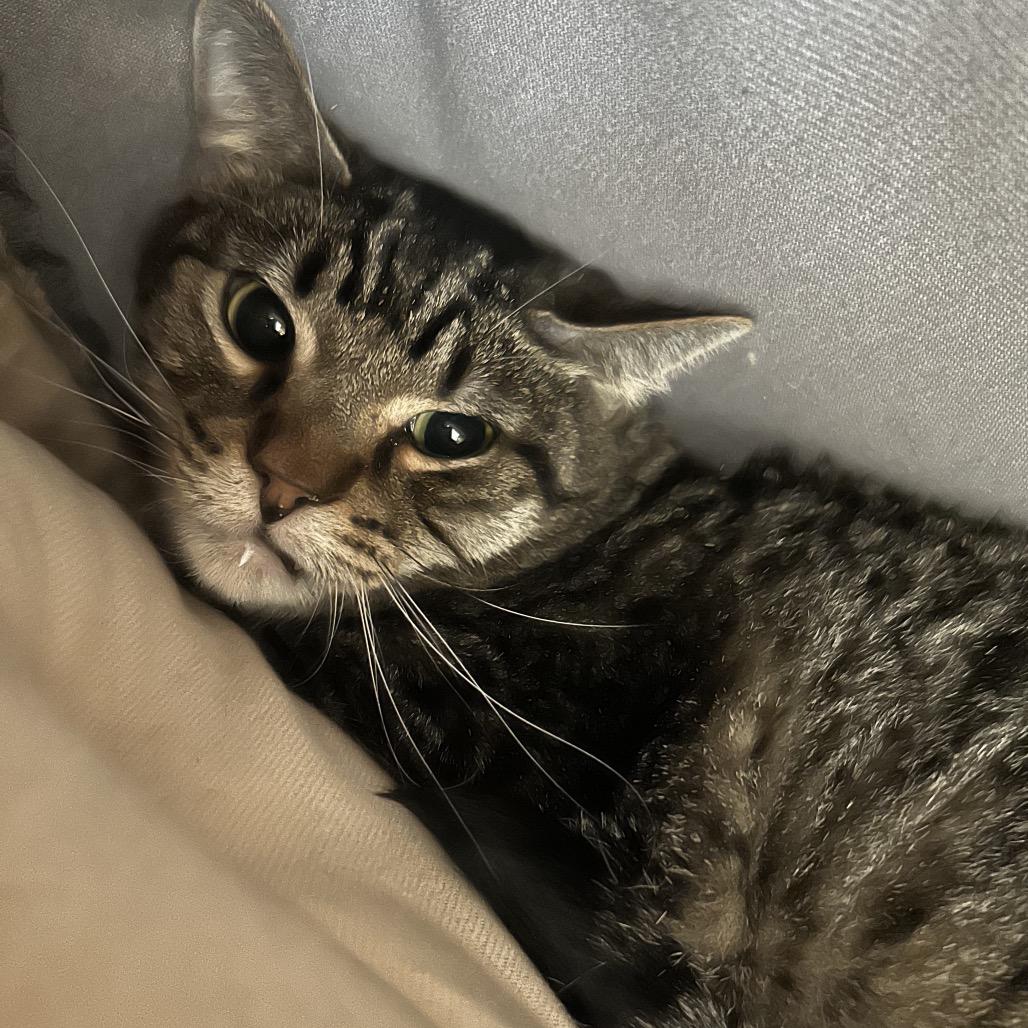 Stanley, Adoptable, Adult Male Domestic Short Hair.