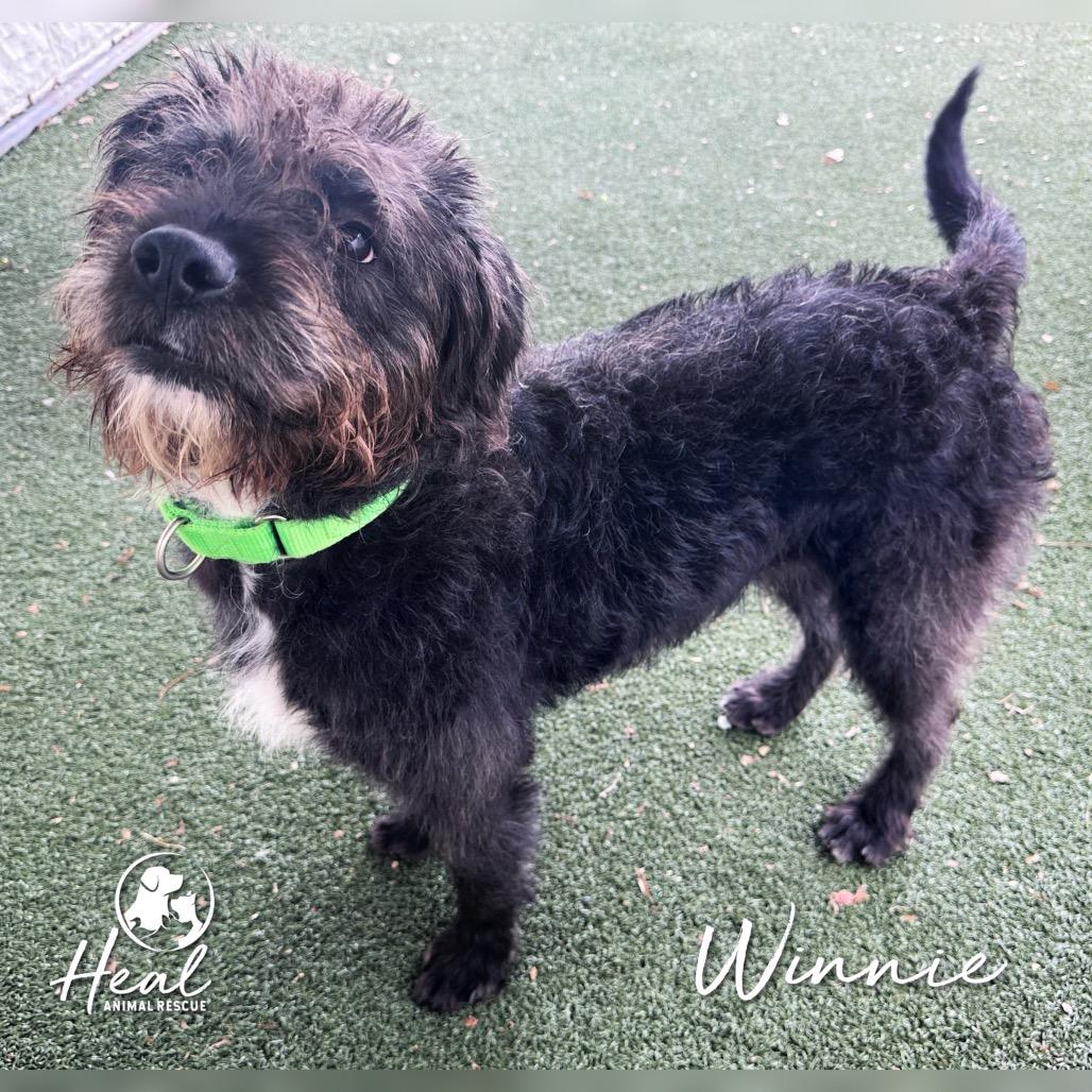 Winnie, Adoptable, Adult Female Poodle & Mixed Breed.