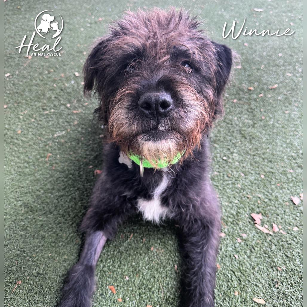 Winnie, a Adoptable mixed breed in Youngwood, PA image 2/5