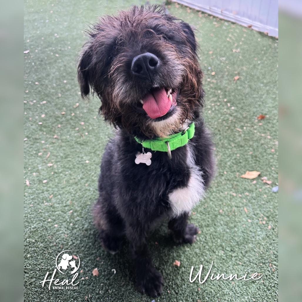 Winnie, a Adoptable mixed breed in Youngwood, PA image 3/5