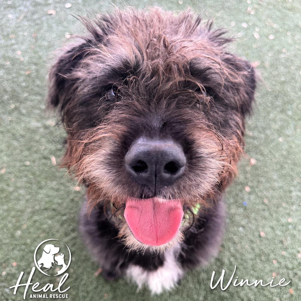 Winnie, a Adoptable mixed breed in Youngwood, PA image 4/5