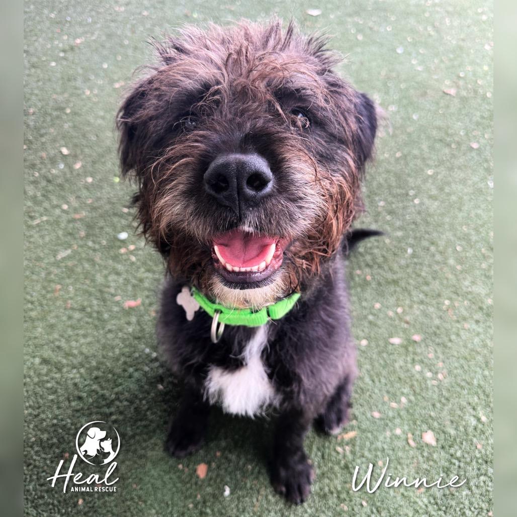 Winnie, a Adoptable mixed breed in Youngwood, PA image 5/5