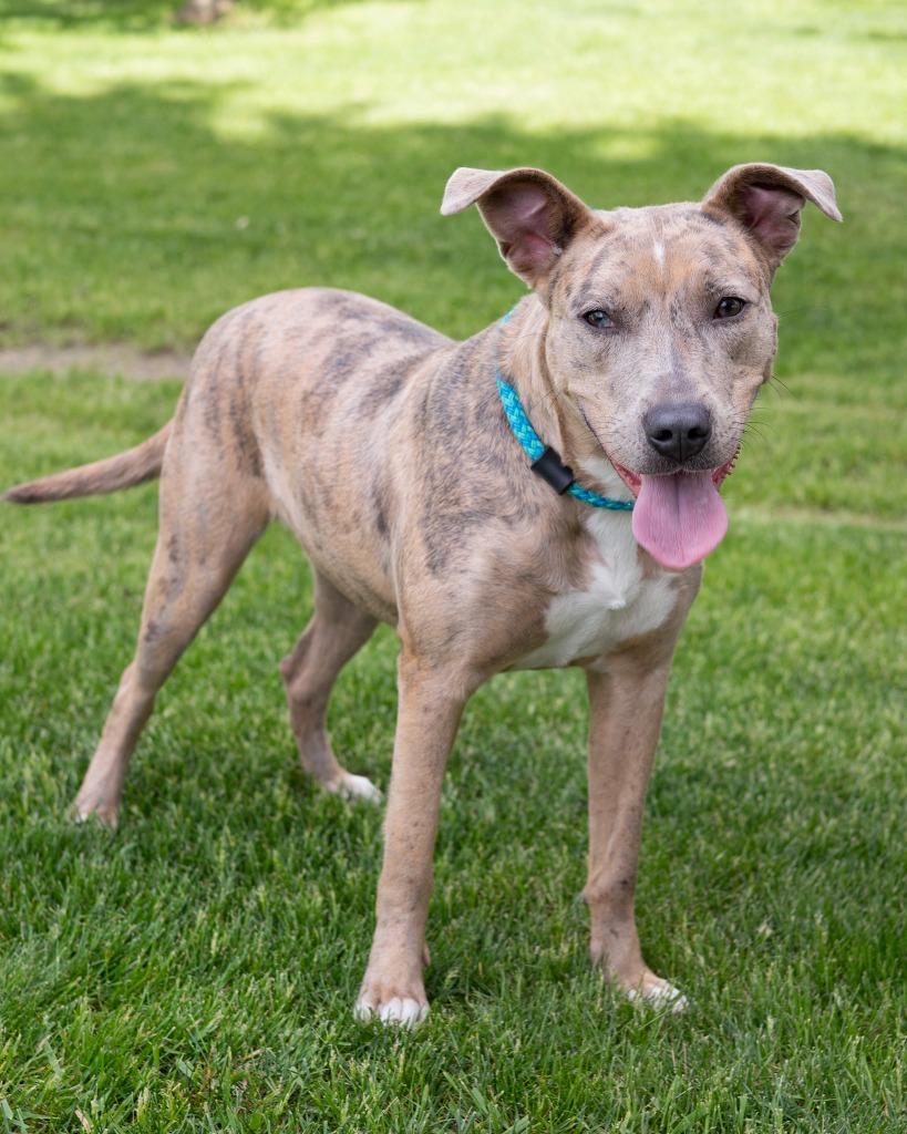 Nala, Adoptable, Young Female Shepherd.