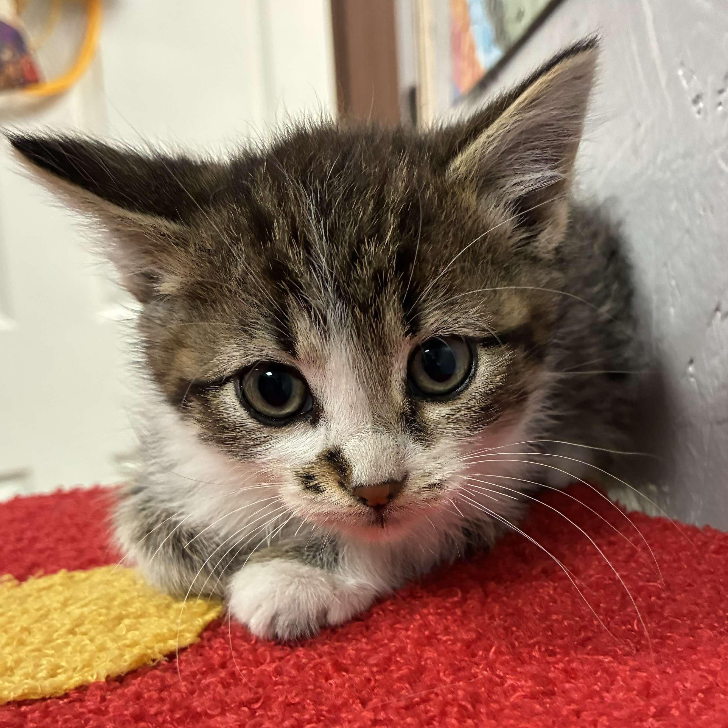 Deviled Egg, a Adoptable mixed breed in Petersburg, IL image 1/4