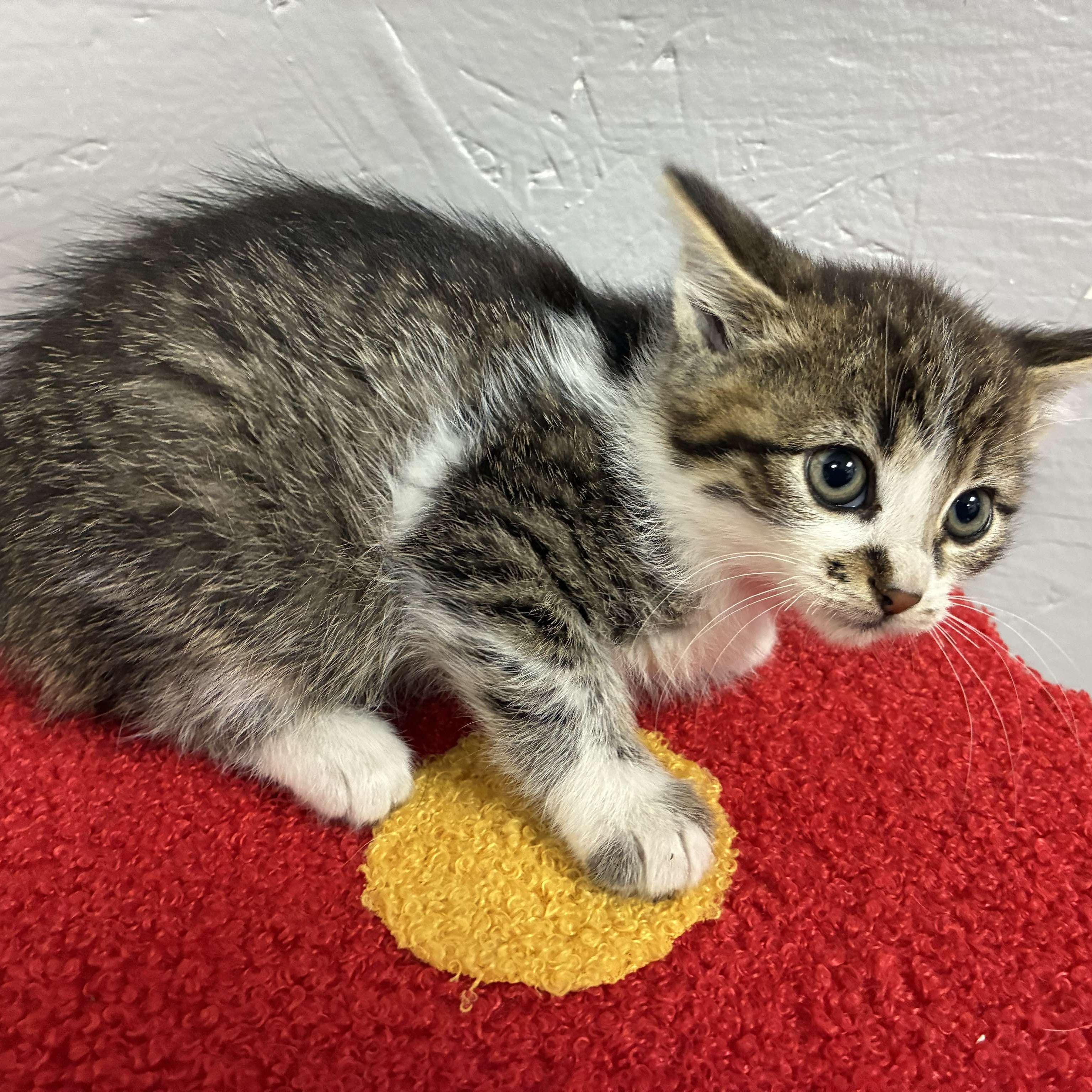 Deviled Egg, a Adoptable mixed breed in Petersburg, IL image 4/4