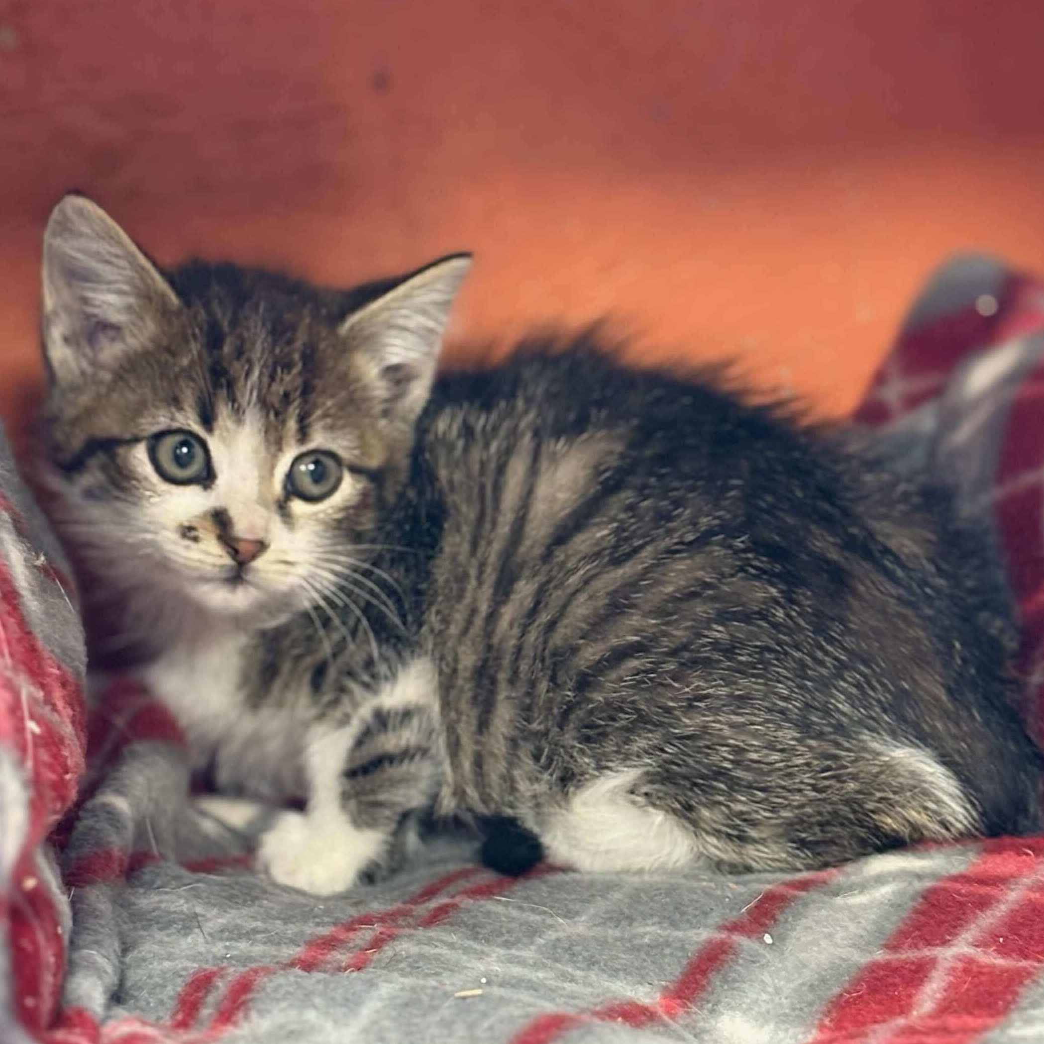 Deviled Egg, a Adoptable mixed breed in Petersburg, IL image 3/4