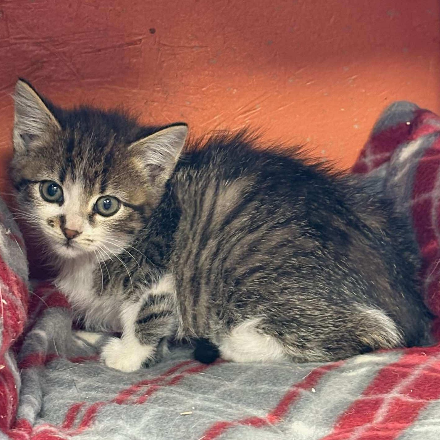 Deviled Egg, a Adoptable mixed breed in Petersburg, IL image 2/4