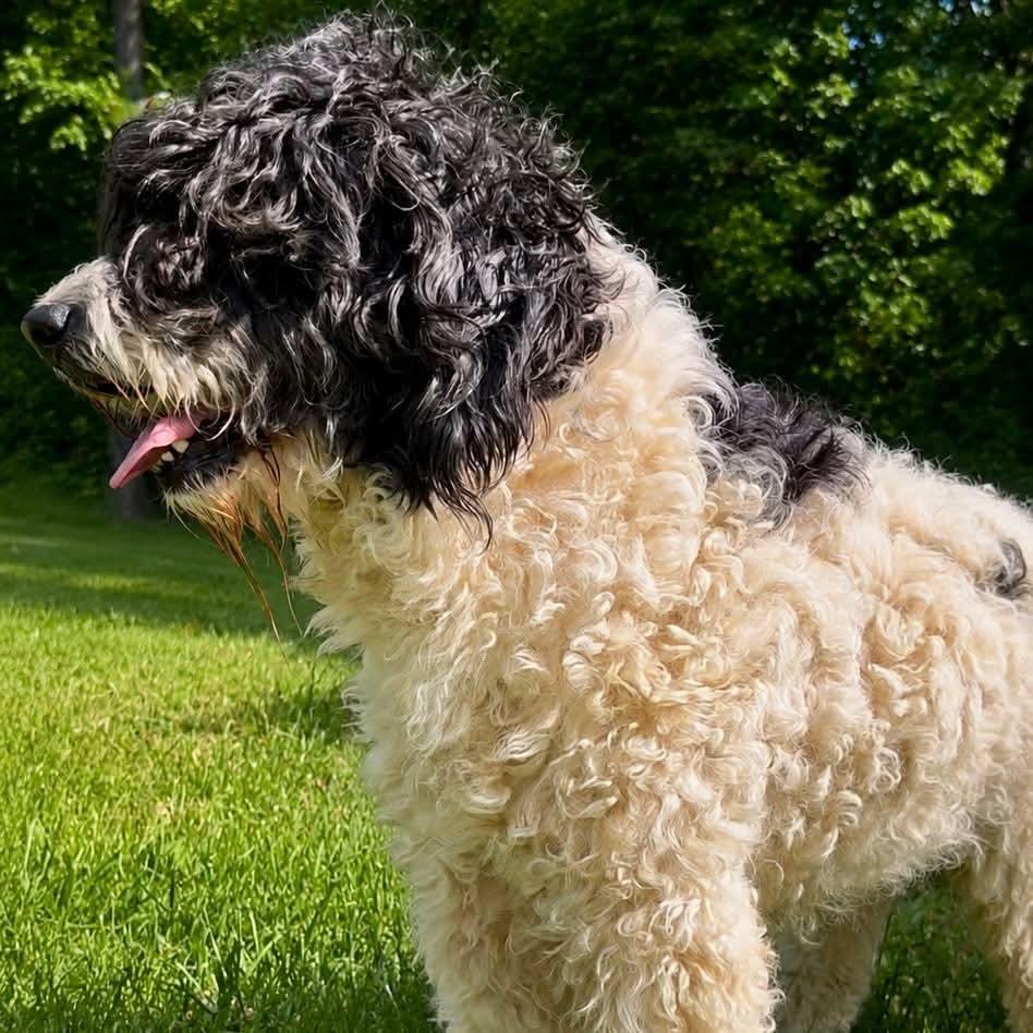 Ursela, a ADOPTABLE Bernadoodle in Wheelersburg, OH image 2/4