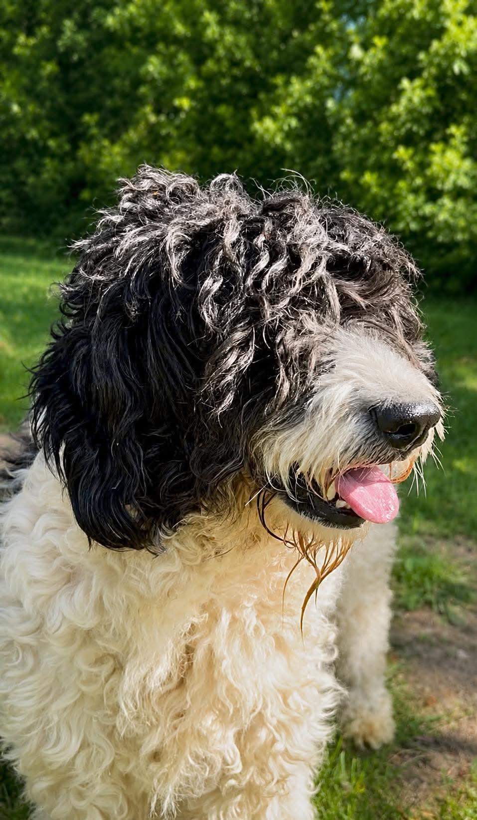 Ursela, a ADOPTABLE Bernadoodle in Wheelersburg, OH image 3/4