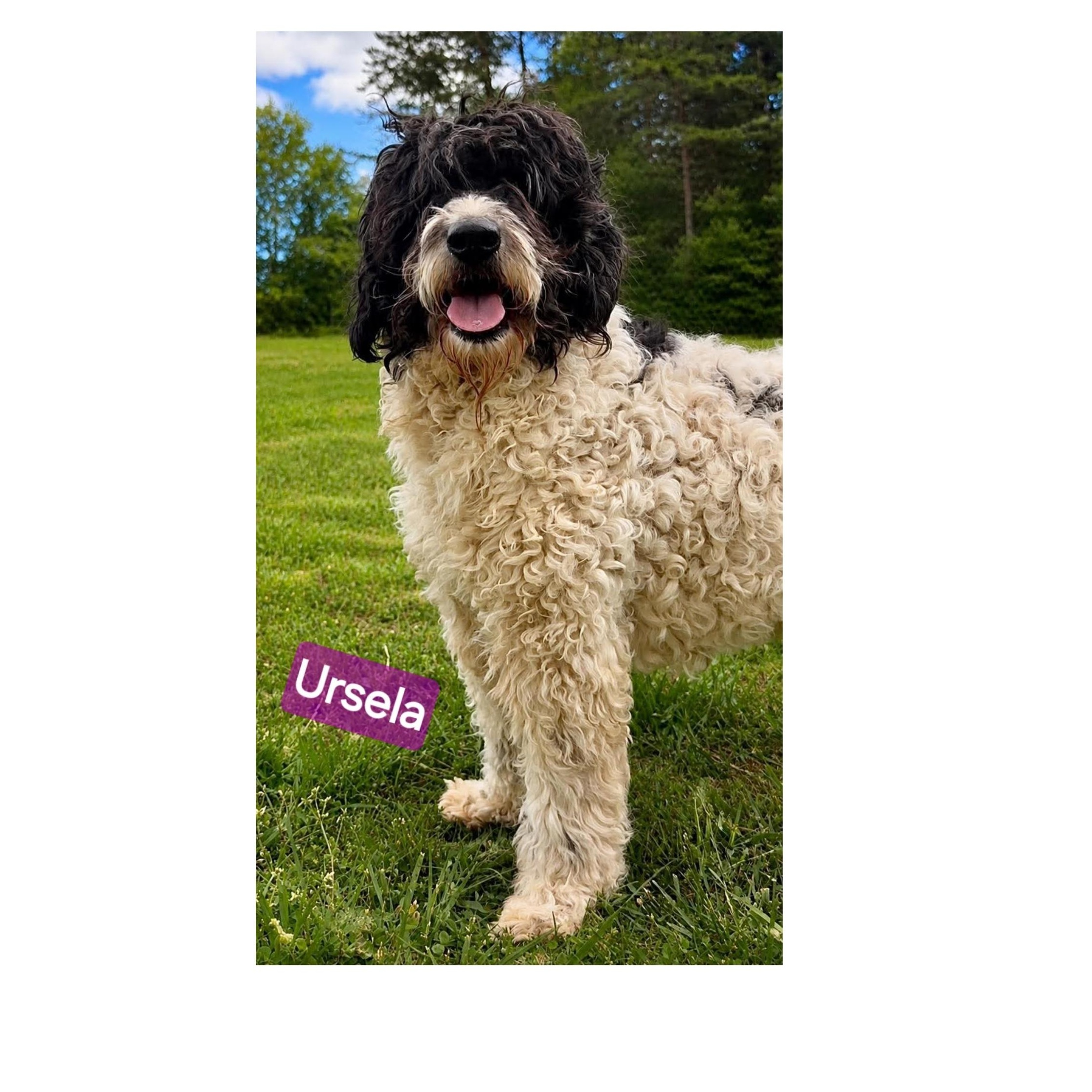 Ursela, ADOPTABLE, Adult Female Bernadoodle.