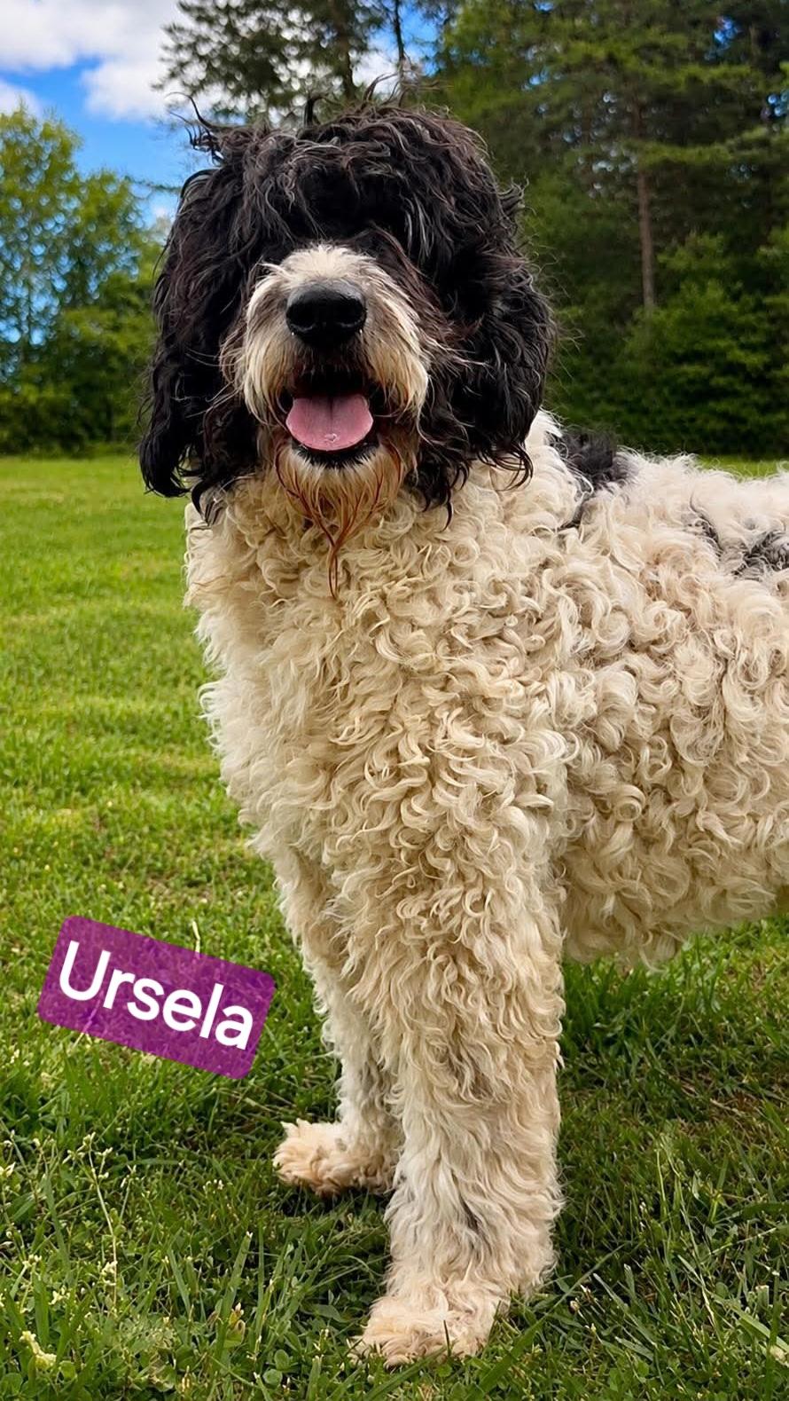 Ursela, a ADOPTABLE Bernadoodle in Wheelersburg, OH image 4/4