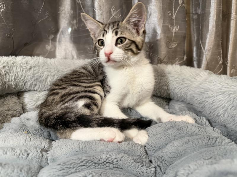 Enlarge Molley, a Adoptable Domestic Short Hair in Sunnyvale, CA image 1/2