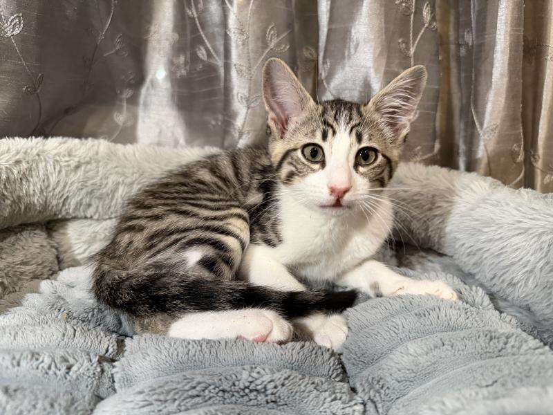 Enlarge Molley, a Adoptable Domestic Short Hair in Sunnyvale, CA image 2/2