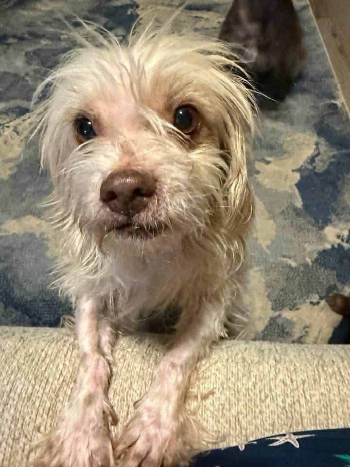 Roo, adopted, Adult Male Maltese.