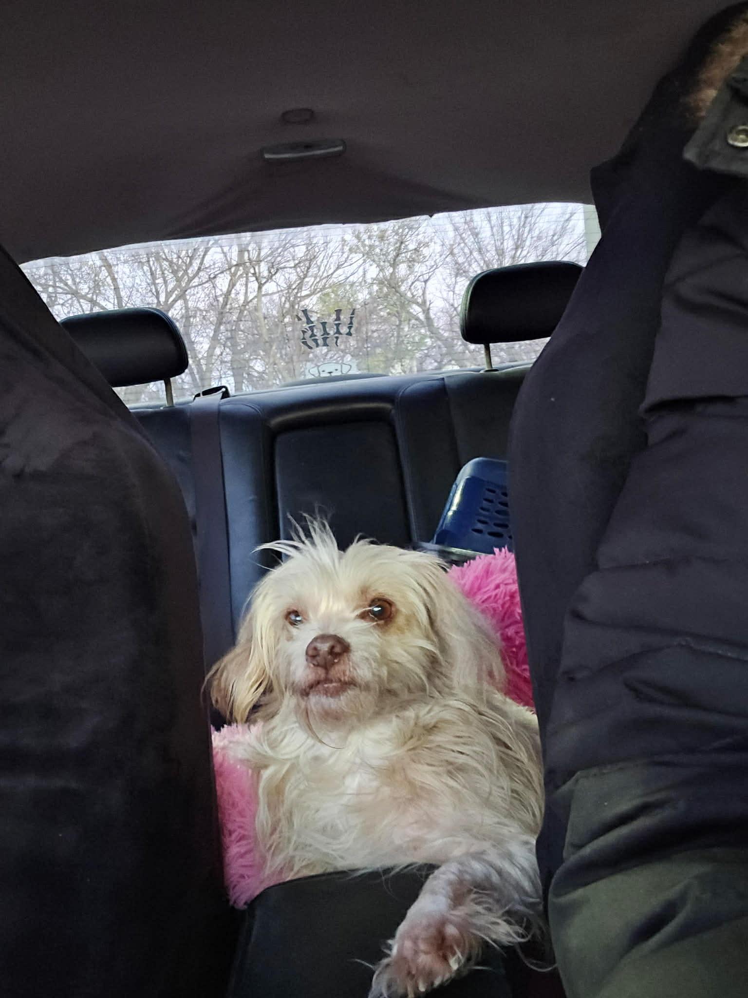 Enlarge Roo, an adopted mixed breed in Oklahoma City, OK image 2/4