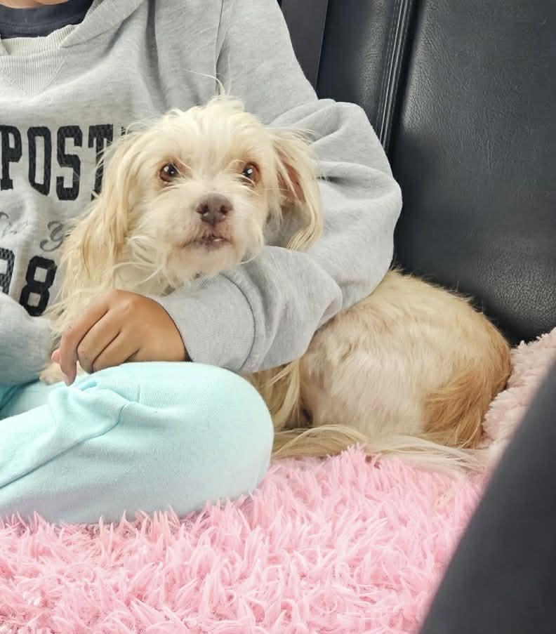 Enlarge Roo, an adopted mixed breed in Oklahoma City, OK image 3/4