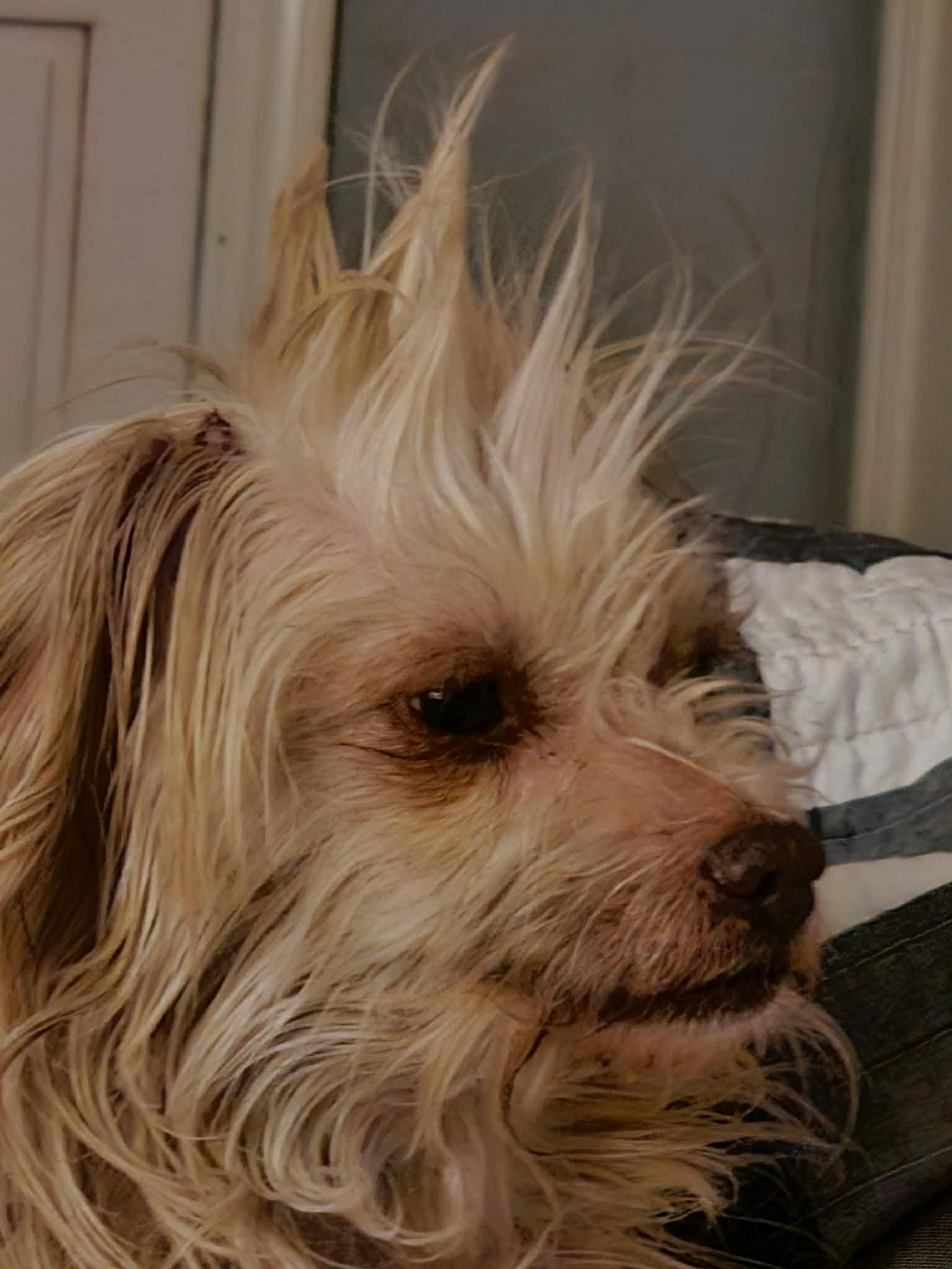 Enlarge Roo, an adopted mixed breed in Oklahoma City, OK image 4/4