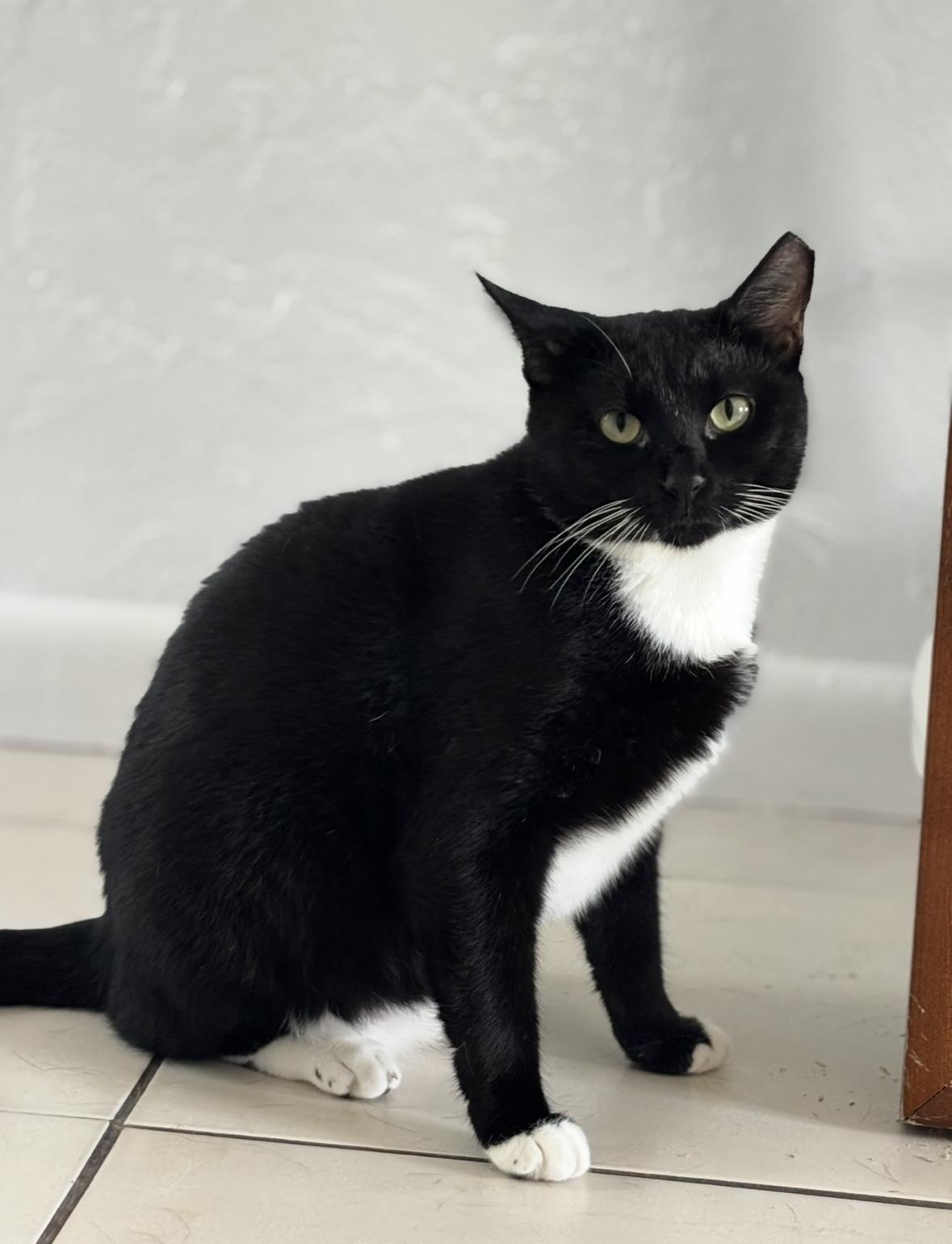 Enlarge Mickey, a Adoptable Domestic Short Hair in Coral gables, FL image 1/1