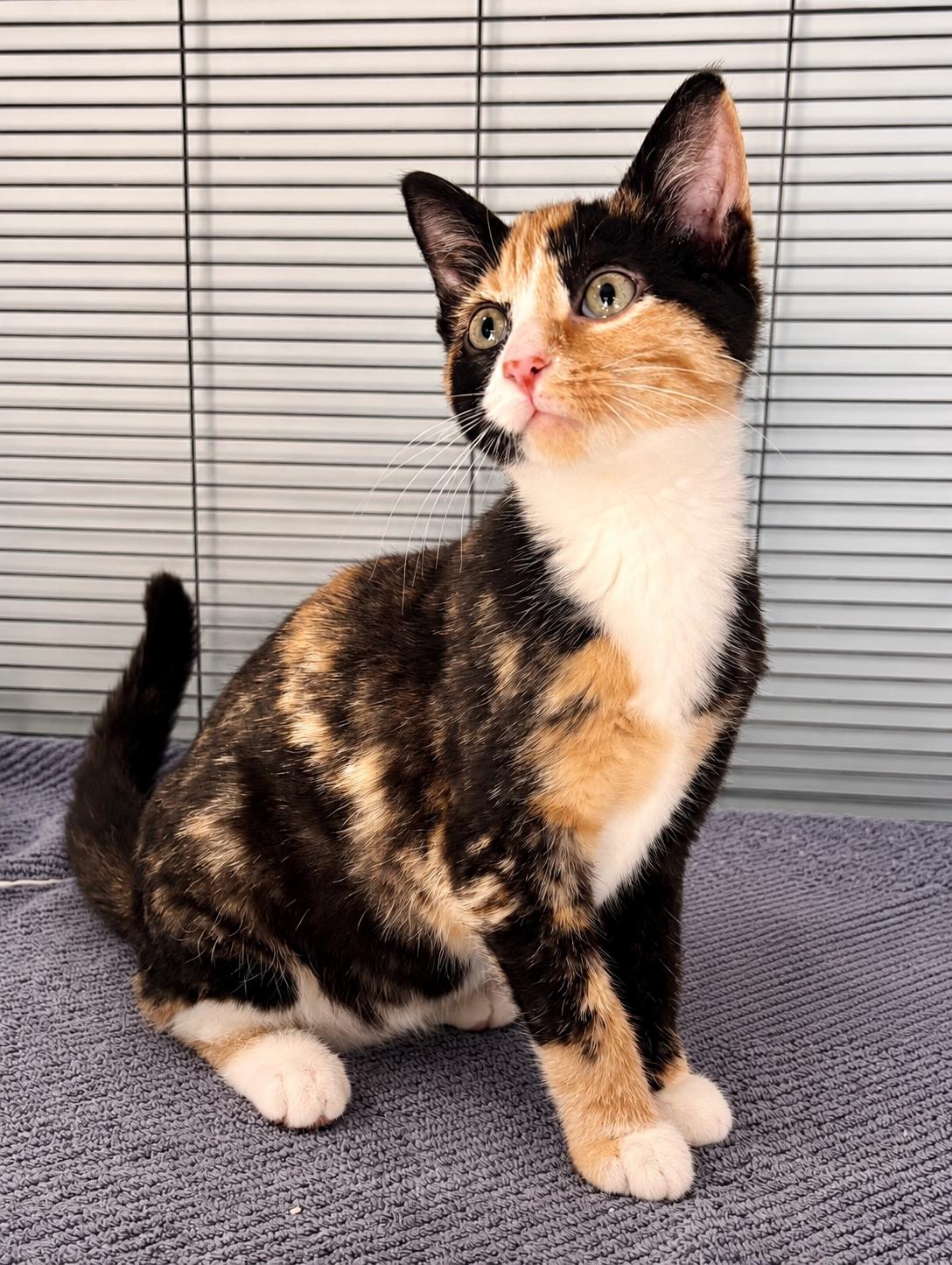 swan, adopted, Kitten Female Domestic Short Hair.