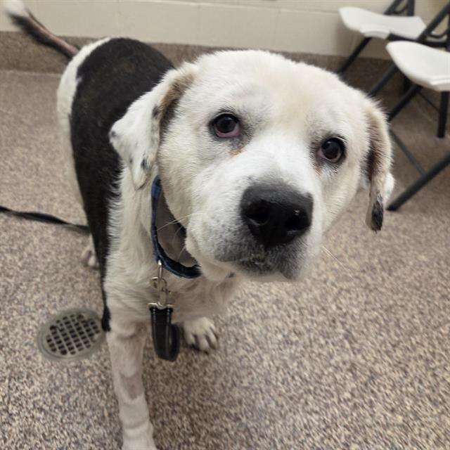 Enlarge GEORGIA, a Adoptable mixed breed in Centerville, MA image 1/1