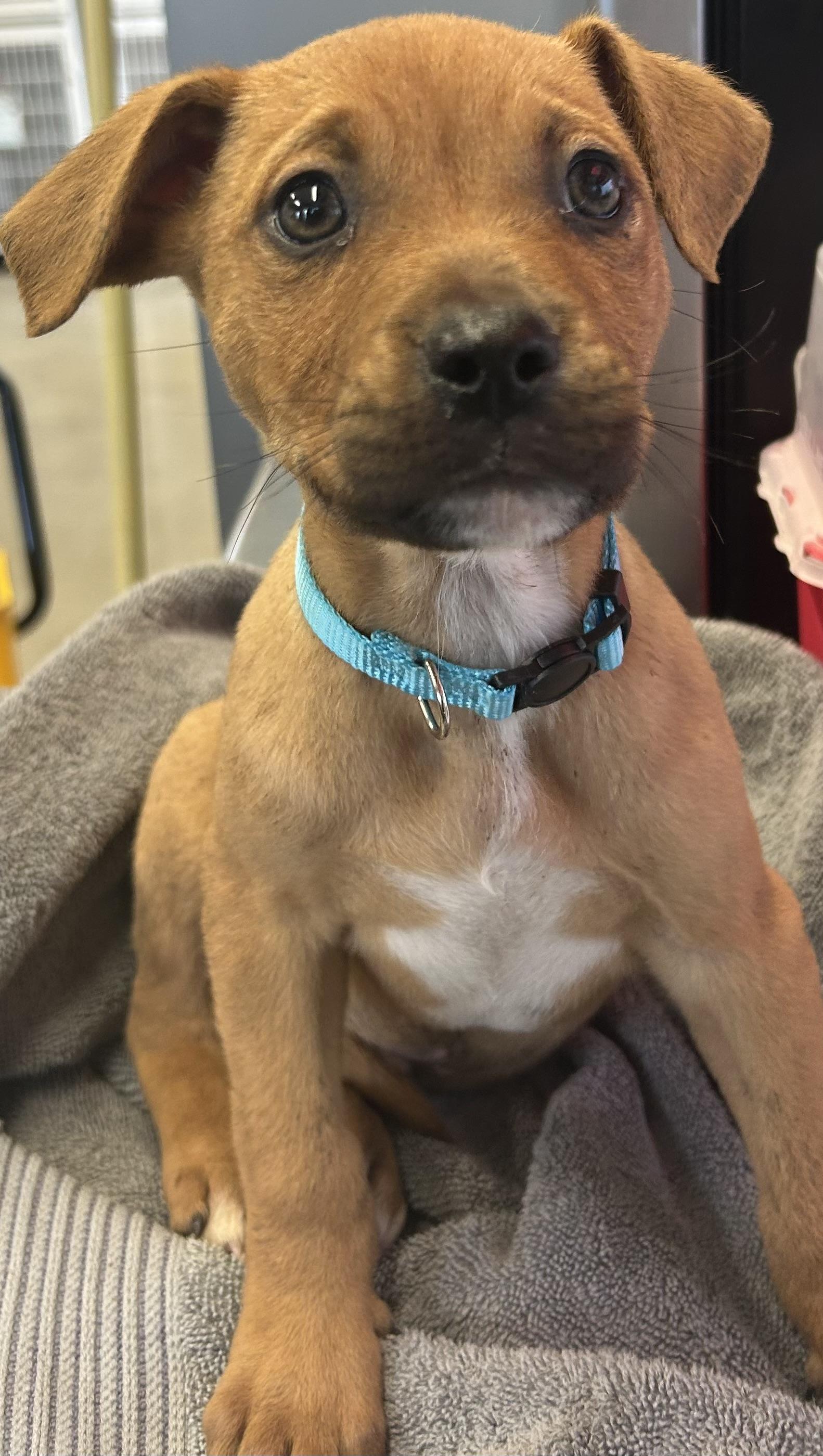 Steve Harrington, ADOPTABLE, Puppy Male Black Mouth Cur.