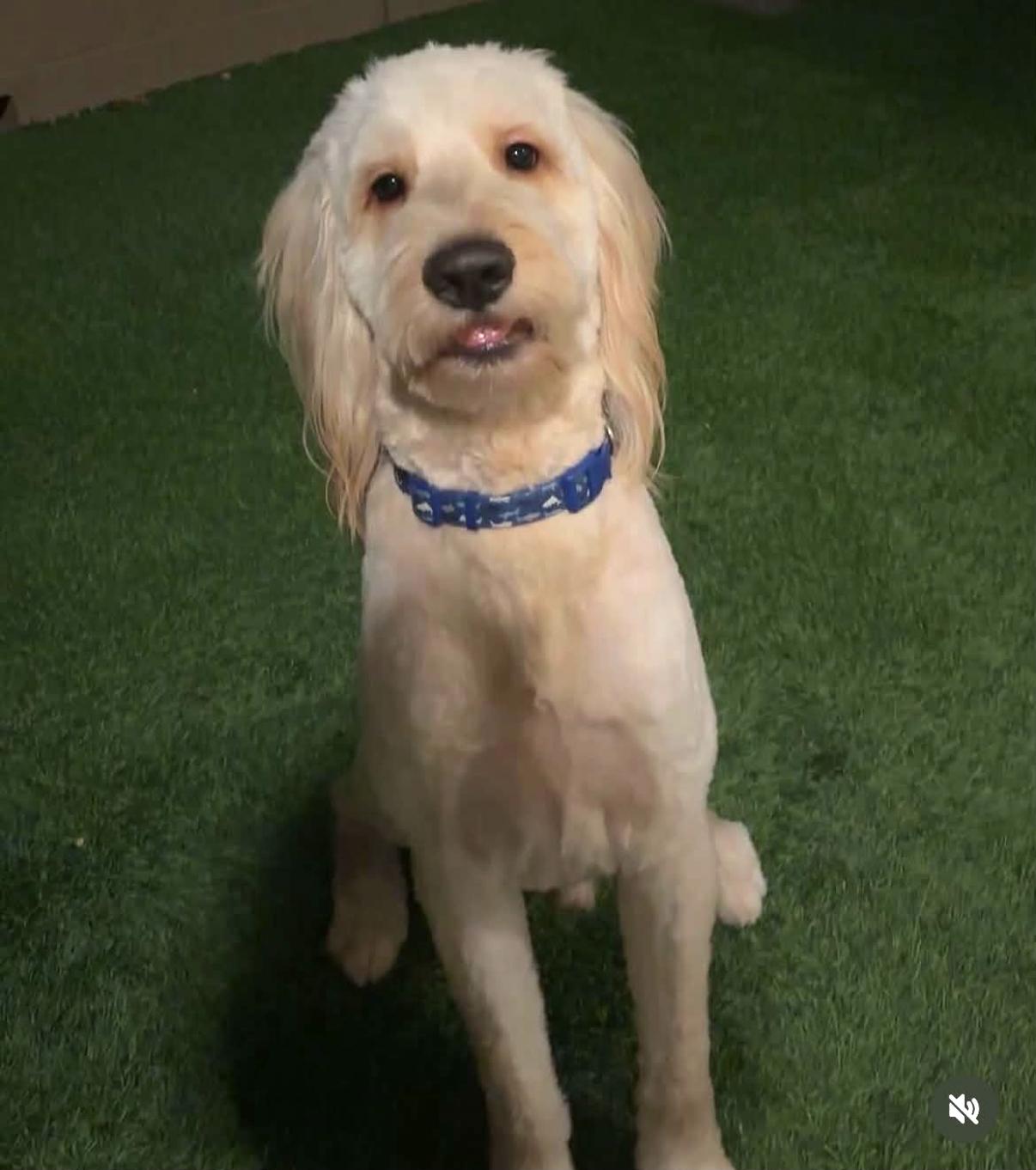 BORRIS, Adopted, Young Male Golden Retriever & Poodle.