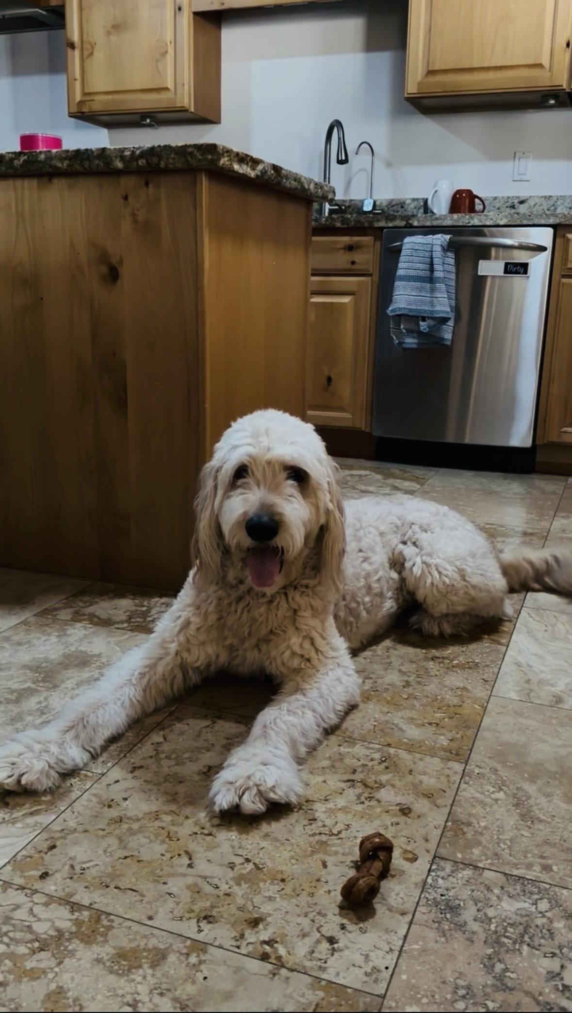 BORRIS, a Adopted mixed breed in Chandler, AZ image 2/3