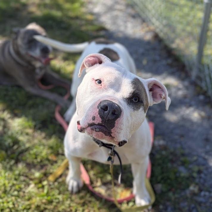 Enlarge Jack, a Adoptable Mixed Breed in Bangall, NY image 1/6