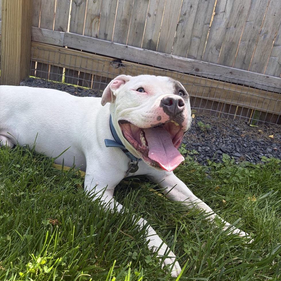 Enlarge Jack, a Adoptable Mixed Breed in Bangall, NY image 2/6