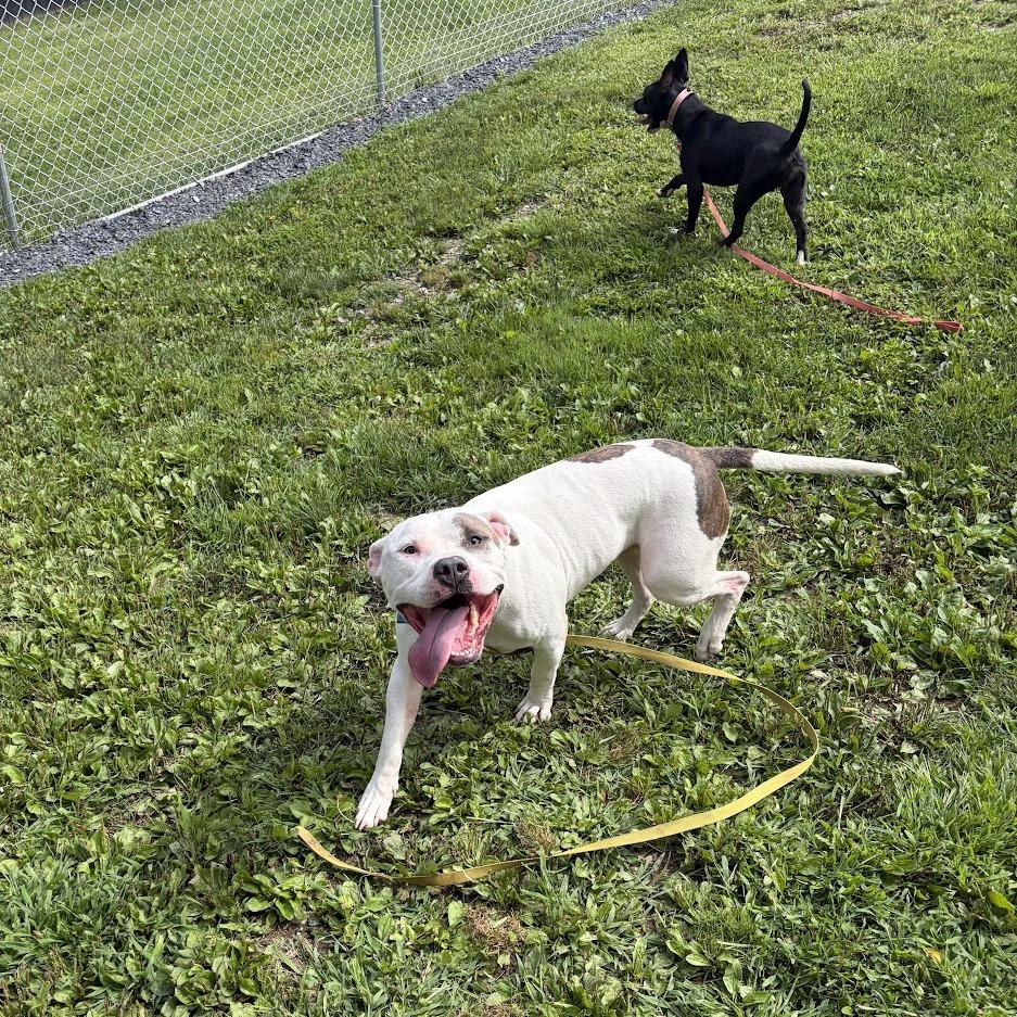 Enlarge Jack, a Adoptable Mixed Breed in Bangall, NY image 3/6