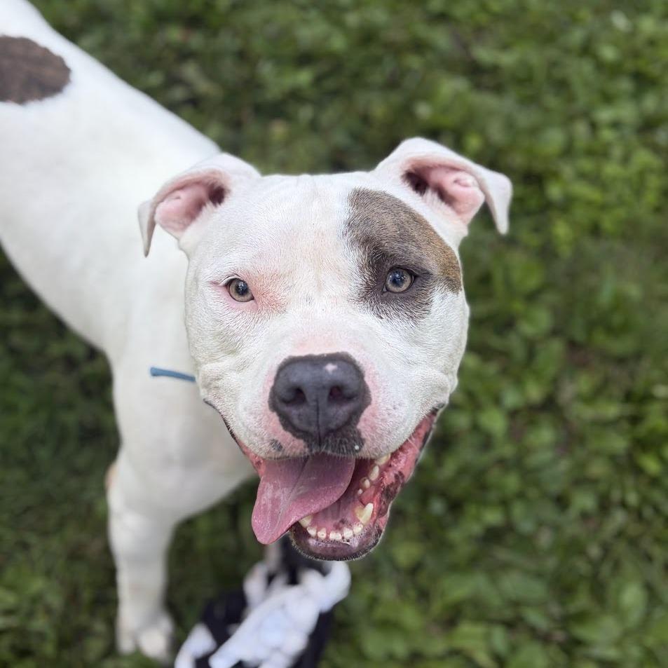 Enlarge Jack, a Adoptable Mixed Breed in Bangall, NY image 4/6