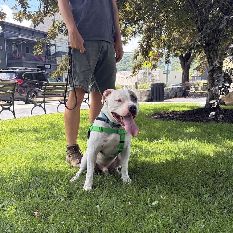 Enlarge Jack, a Adoptable Mixed Breed in Bangall, NY image 5/6