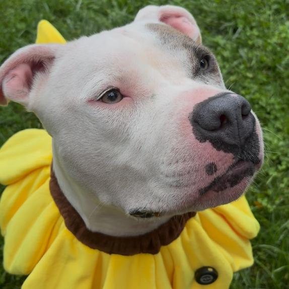Enlarge Jack, a Adoptable Mixed Breed in Bangall, NY image 6/6