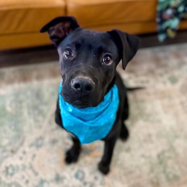 Zazoo Silly Sidekick — thumbnail 3