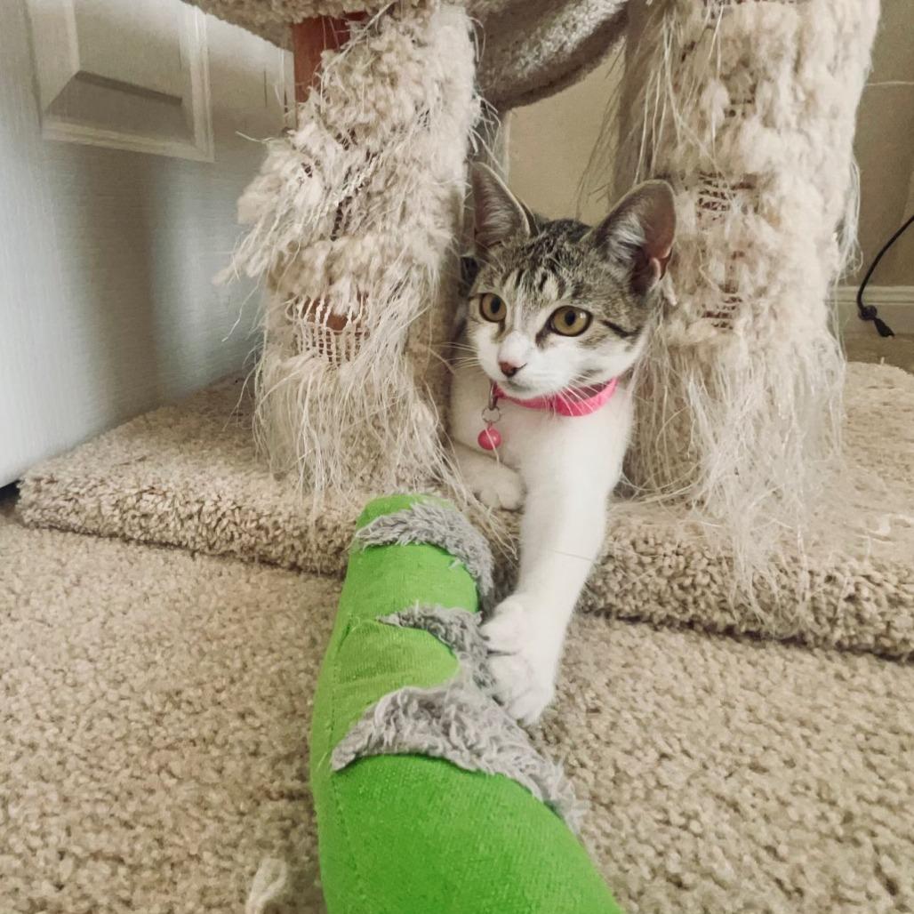 Poppy Seed, Adoptable, Young Female Domestic Short Hair.