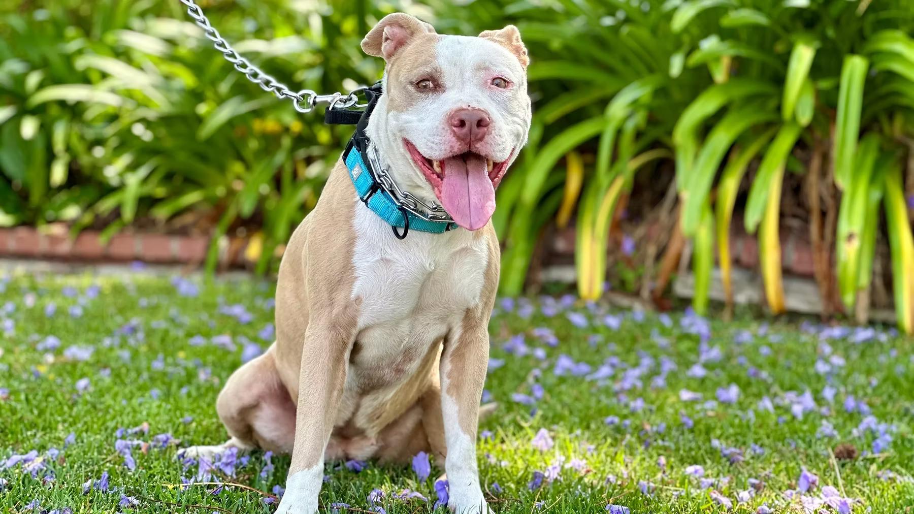 Enlarge Paige, an adopted American Staffordshire Terrier in Woodland Hills, CA image 1/1