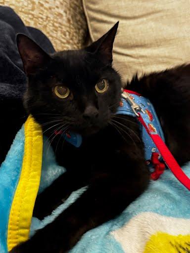 Ty `A PRIORITY PET` — thumbnail 2