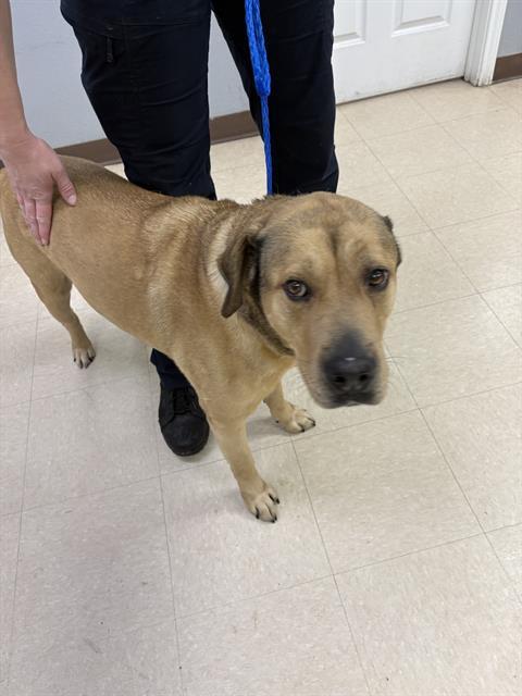 SCOOTER, Adoptable, Adult Male Labrador Retriever & Mixed Breed.