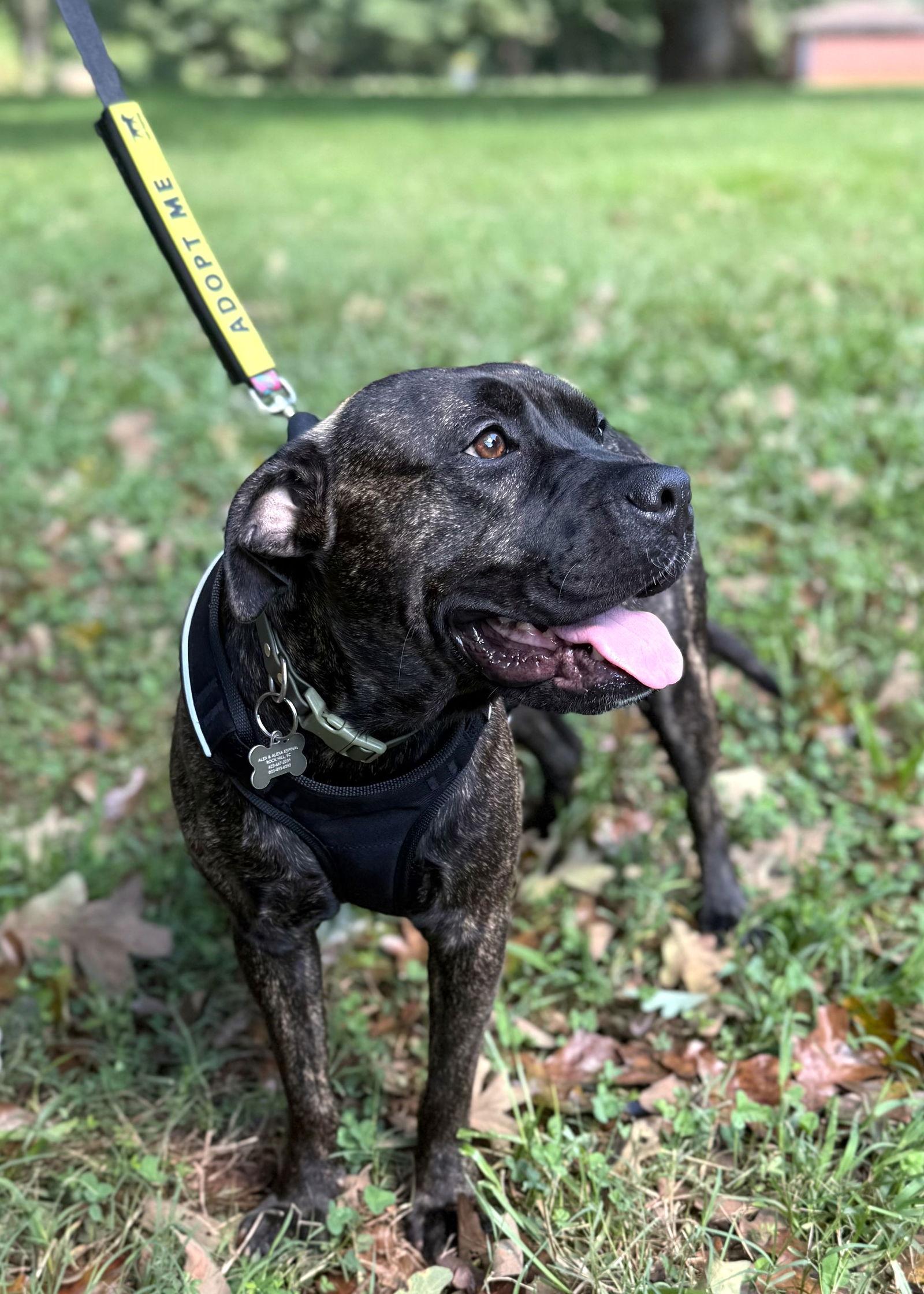 Penny -ADOPTED!!!, a Adoptable mixed breed in Arlington, VA image 1/3