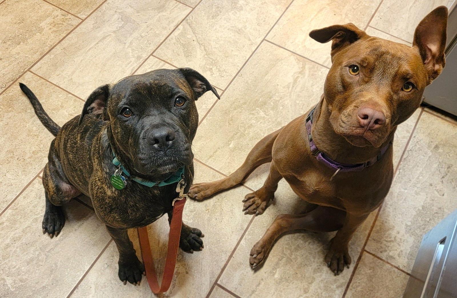 Penny -ADOPTED!!!, a Adoptable mixed breed in Arlington, VA image 3/3